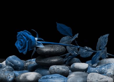 Rose classic blue 