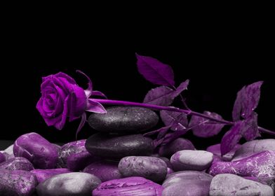 Rose purple