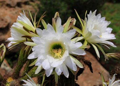 Cactus Blossom 1389 bw