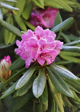 Frosty rhodrodendron