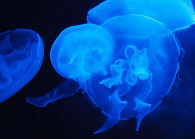 Jellyfish