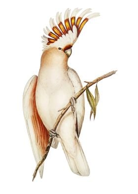 Cockatoo