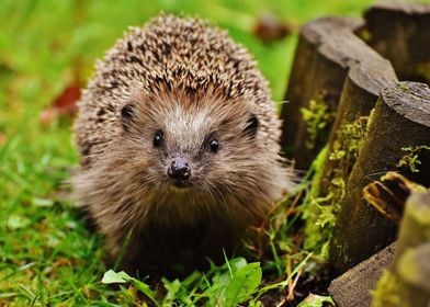 Hedgehog