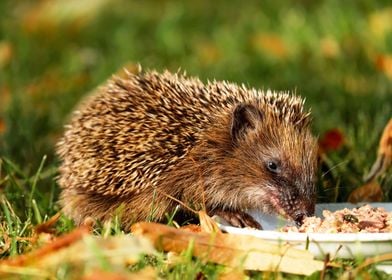 Hedgehog eating