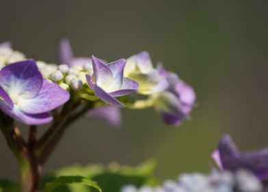 Growing purple