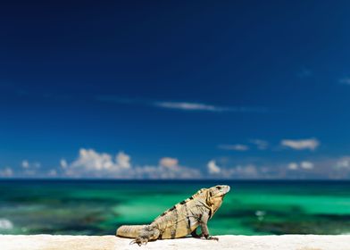 Iguana at the Sea