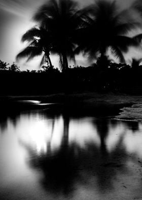 Moonlight and palmtrees