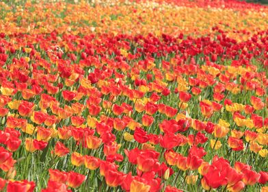 Spring Tulips Field