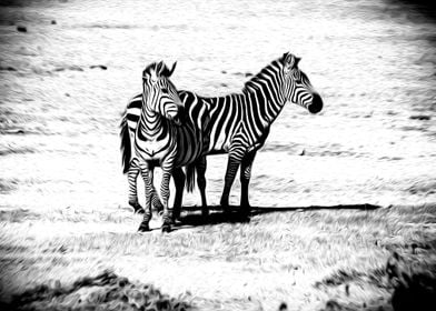 Zebra Couple