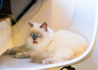 Tongue Out Cat