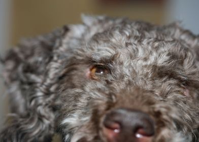 Lagotto romagnolo portrait