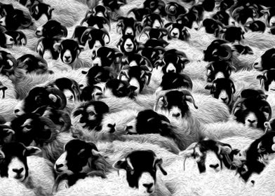 Sheep herd