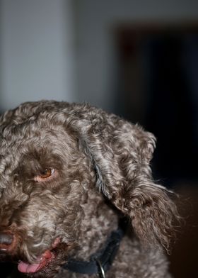 Lagotto romagnolo portrait