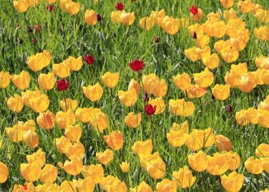 Yellow Tulips Field