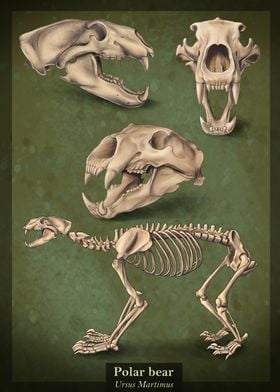 Polar bear skeleton