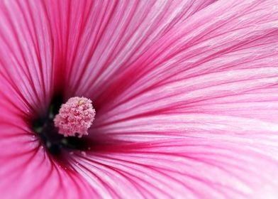 hibiscus flower