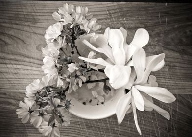 White Magnolia On Wood