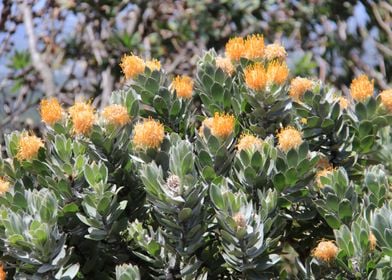 Botanical Cactus Garden