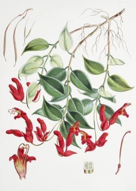 Aeschynanthus Peelii