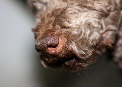 Lagotto romagnolo portrait