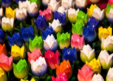 Amsterdam Tulips