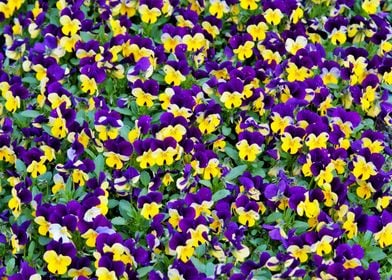 Purple Yellow Pansies