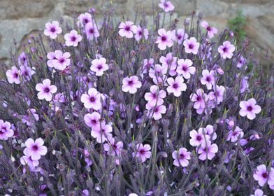 Lilac Daisies