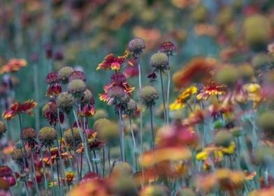 Wildflower Garden In Blue