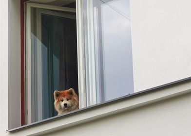 Dog Looking Out Of  Window