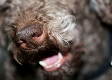 Lagotto romagnolo portrait