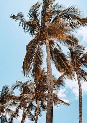 Palm view in Bali