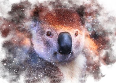 Stellar Koala