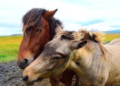 Horses 