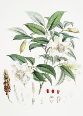 Michelia Cathcartii