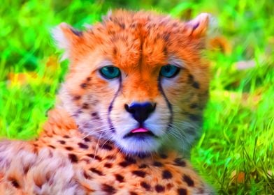 Cheetah Stare