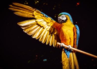 Photogenic Parrot