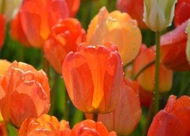 Orange Tulip Macro