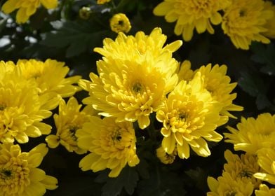 Yellow Chrysanthemums