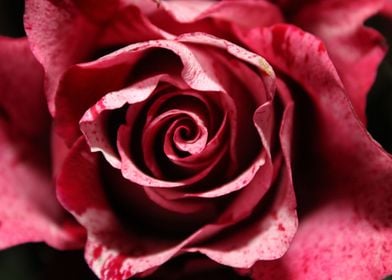 Romantic Pink Rose