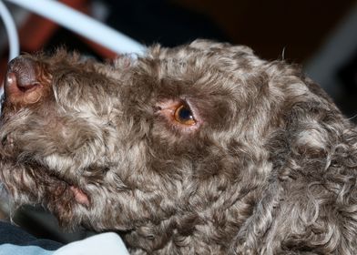 Lagotto romagnolo portrait