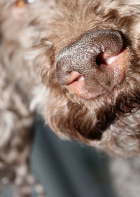 Lagotto romagnolo face