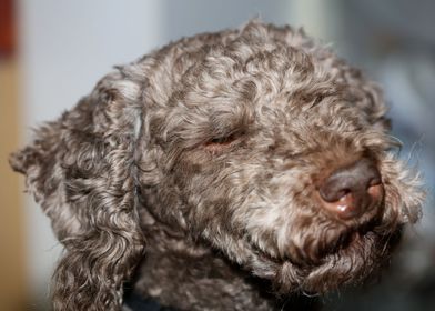 Lagotto romagnolo portrait