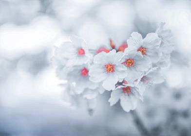 Winter Blossoms