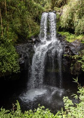waterfall bamboo forest