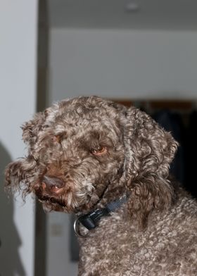 Lagotto romagnolo face