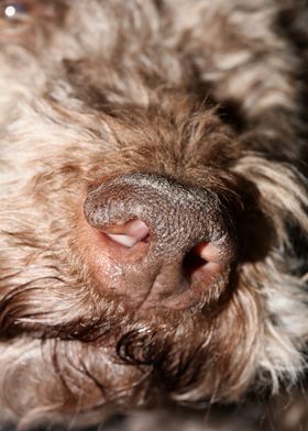 Lagotto romagnolo face
