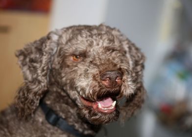 Lagotto romagnolo portrait