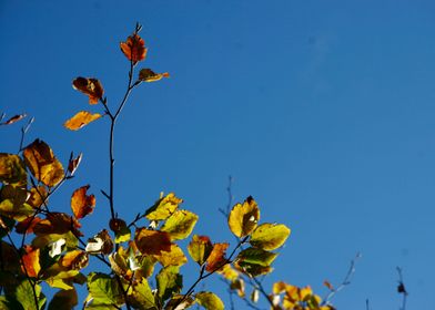 Leaves in Driffield