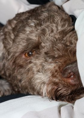 Lagotto romagnolo portrait