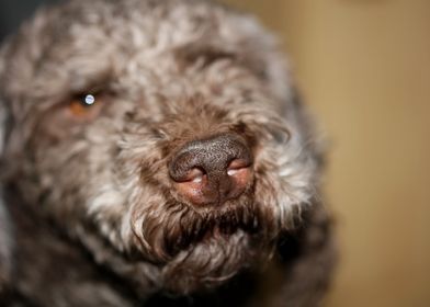 Lagotto romagnolo portrait